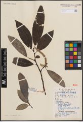 Foto von Salix ernestii C. K. Schneid.